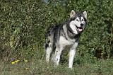 ALASKAN MALAMUTE 344